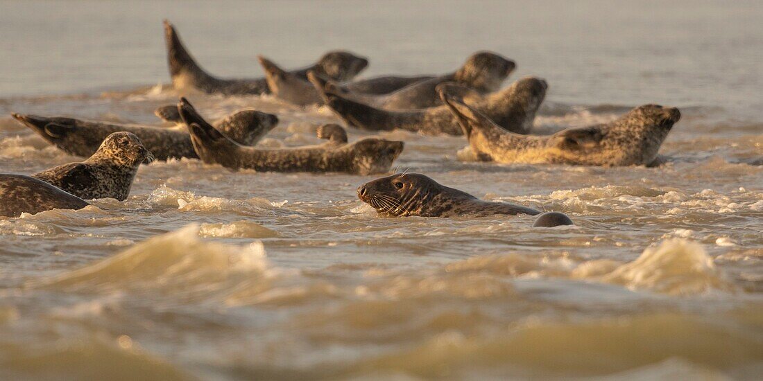 Frankreich, Pas de Calais, Authie Bay, Berck sur Mer, Kegelrobben (Halichoerus grypus), bei Ebbe ruhen sich die Robben auf den Sandbänken aus, von wo sie von der steigenden Flut gejagt werden