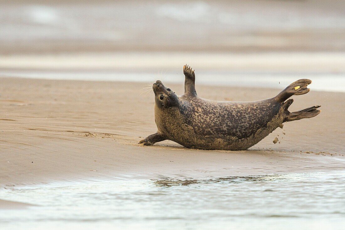 France, Pas de Calais, Opal Coast, Berck sur Mer, grey seal (Halichoerus grypus), seals are today one of the main tourist attractions of the Somme Bay and the Opal Coast\n