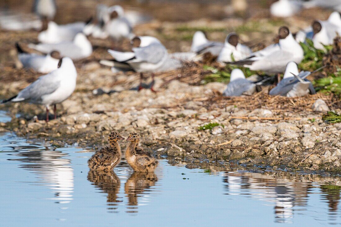 France, Somme, Bay of the Somme, Crotoy Marsh, Le Crotoy, every year a colony of black-headed gulls (Chroicocephalus ridibundus - Black-headed Gull) settles on the islets of the Crotoy marsh to nest and reproduce chicks have important mimicry to protect themselves from predators\n