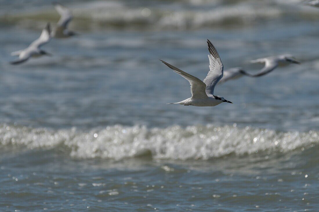 Frankreich, Pas de Calais, Berck sur Mer, Trauerseeschwalben (Thalasseus sandvicensis, Sandwichseeschwalbe) am Strand im Herbst