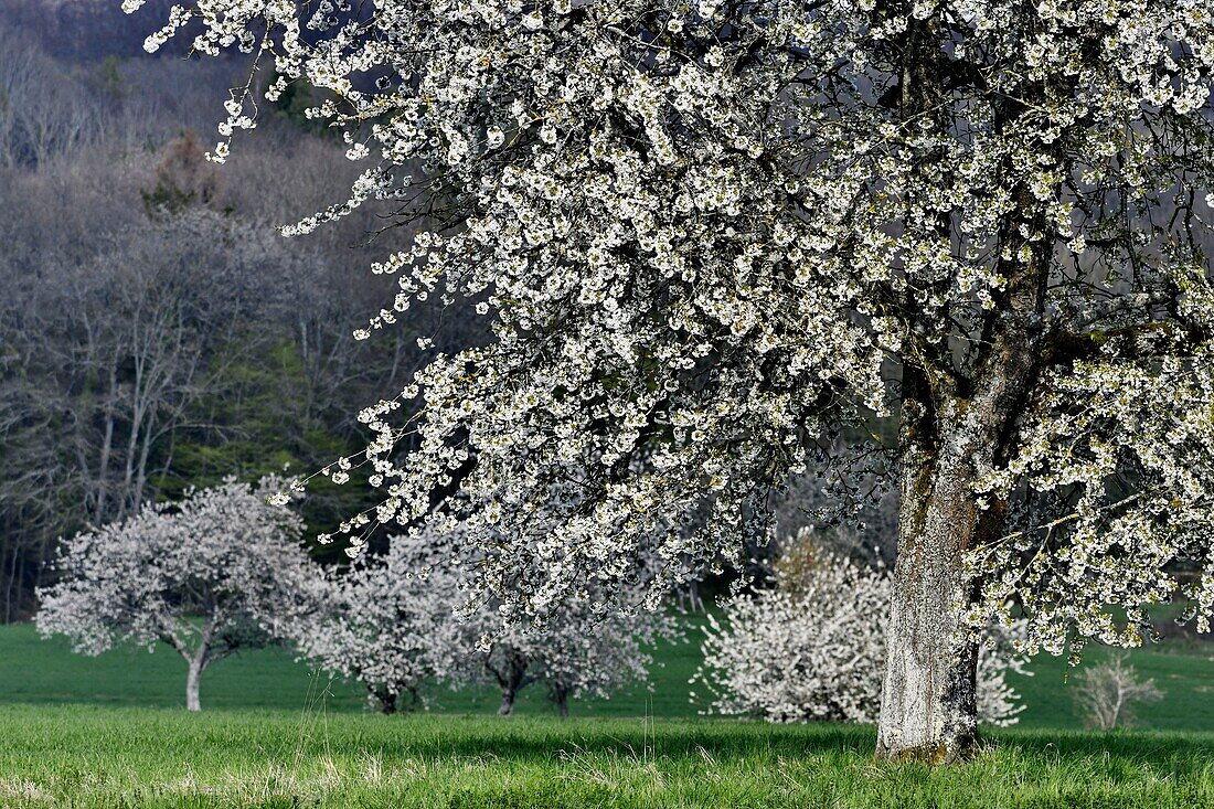 France, Doubs, cherry blossoms\n