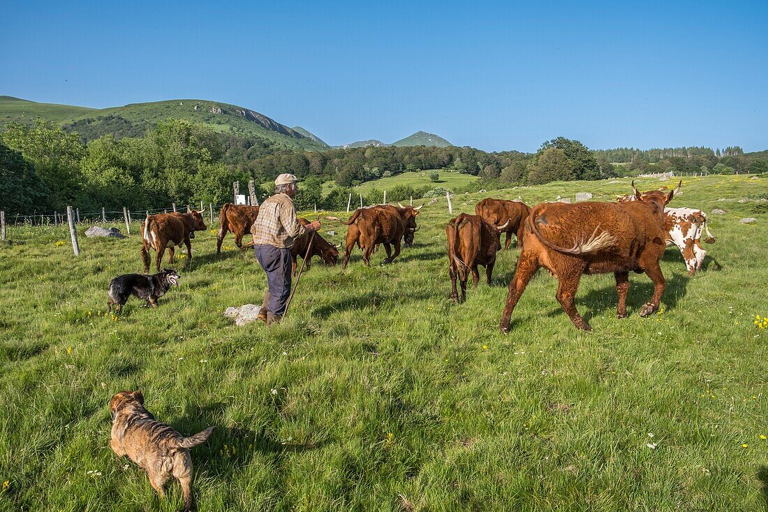 France, Puy de Dome, Chastreix, Remi Fargeix and his Salers cows, Parc Naturel Regional des Volcans d'Auvergne (Regional Nature Park of Auvergne Volcanoes), Massif du Sancy, Natural Reserve of Vallee de la Fontaine Salee\n