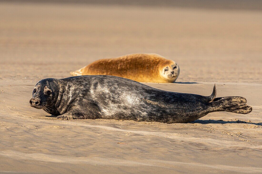 Frankreich, Pas de Calais, Opalküste, Berck sur Mer, Kegelrobbe (Halichoerus grypus), Robben sind heute eine der Haupttouristenattraktionen in der Somme-Bucht und an der Opalküste