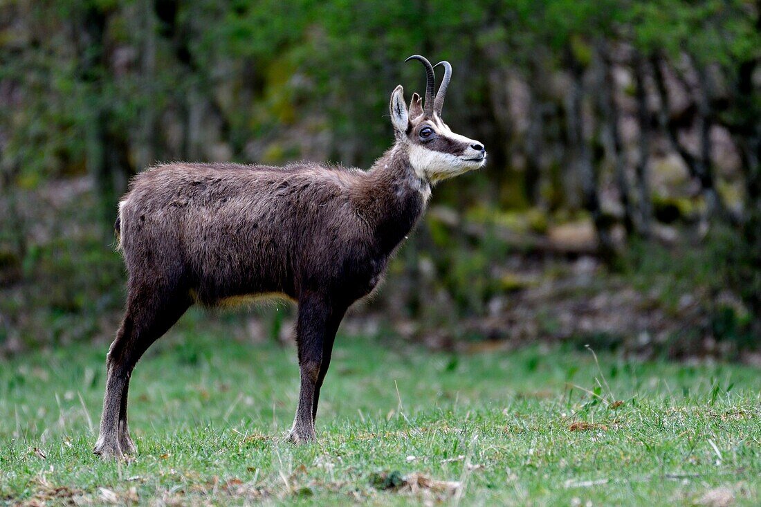 France, Doubs, Liebvilers, chamois (Camox camox) grazing in the spring\n