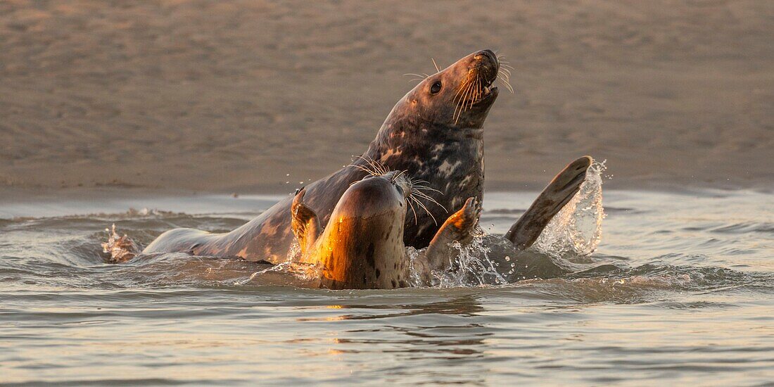 Frankreich, Pas de Calais, Authie Bay, Berck sur Mer, Kegelrobbenspiele (Halichoerus grypus), zu Beginn des Herbstes ist es üblich, Kegelrobben zu beobachten, die untereinander einen Kampf simulieren, ein Zeichen dafür, dass die Paarungszeit naht