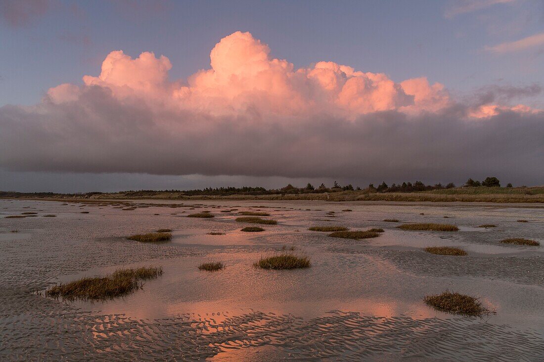 "Frankreich, Somme, Somme-Bucht, Crotoy Beach, Büschel von Townsend Spartine (Spartina townsendii); aus dem Crotoy Strand messen wir die Verschlammung der Somme-Bucht und das Fortschreiten der Besiedlung Pionierpflanzen"