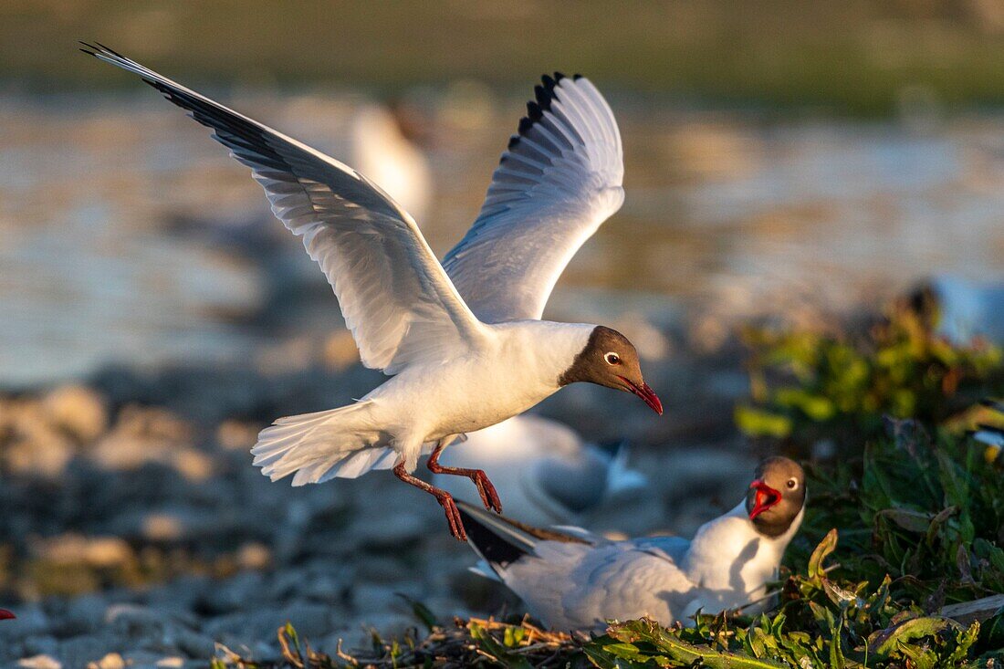 Frankreich, Somme, Somme-Bucht, Crotoy-Sumpf, Le Crotoy, jedes Jahr lässt sich eine Lachmöwenkolonie (Chroicocephalus ridibundus - Lachmöwe) auf den Inseln des Crotoy-Sumpfes nieder, um zu nisten und sich fortzupflanzen