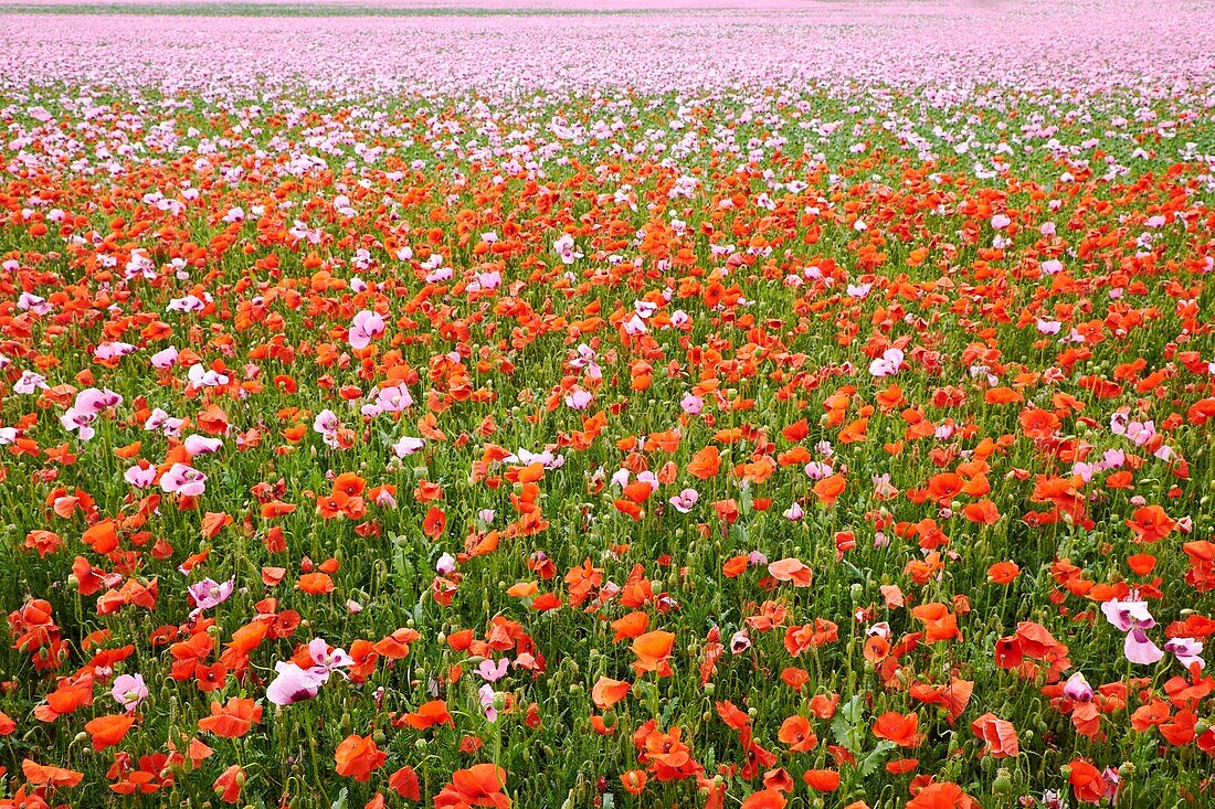 France, Indre, around Chateauroux, Opium poppy or breadseed poppy field (Papaver somniferum) and poppy (Papaver rhoeas)\n