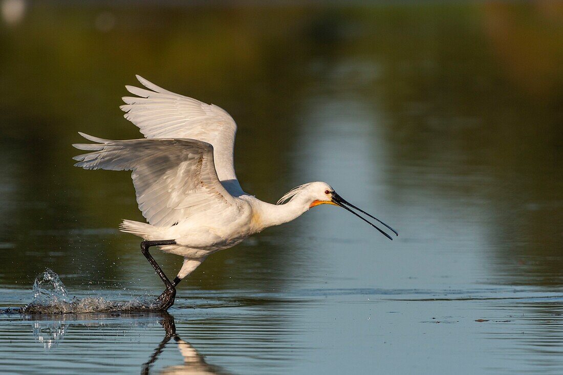 France, Somme, Somme Bay, Le Crotoy, Crotoy marsh, Spoonbill (Platalea leucorodia Eurasian Spoonbill) in flight\n