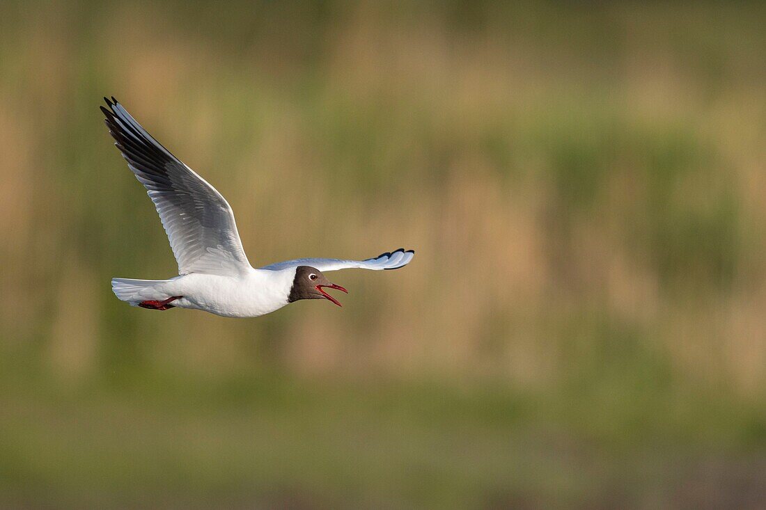 France, Somme, Bay of the Somme, Crotoy Marsh, Le Crotoy, every year a colony of black-headed gulls (Chroicocephalus ridibundus - Black-headed Gull) settles on the islets of the Crotoy marsh to nest and reproduce\n