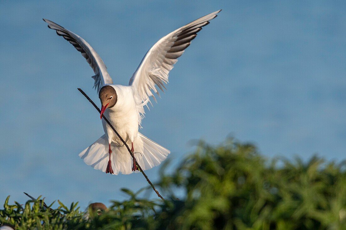 France, Somme, Baie de Somme, Le Crotoy, The marsh of Crotoy welcomes each year a colony of Black-headed Gull (Chroicocephalus ridibundus - Black-headed Gull) which come to nest and reproduce on islands in the middle of the ponds, seagulls then chase materials for the construction of nests\n