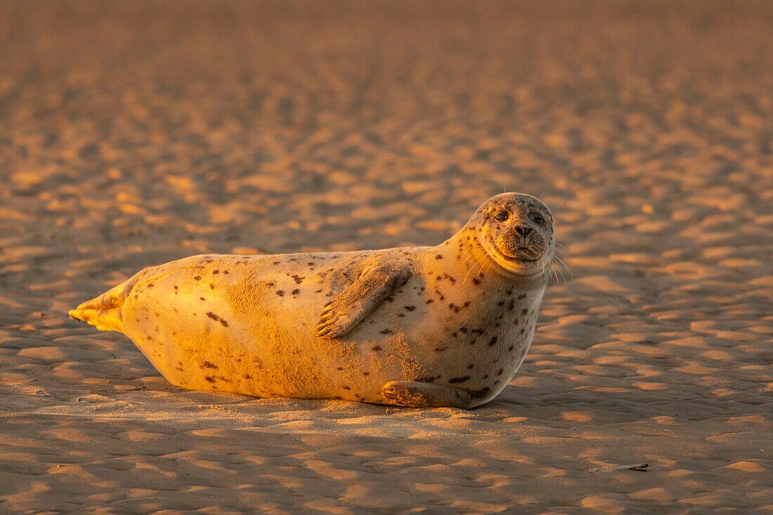 France, Pas de Calais, Authie Bay, Berck sur Mer, common seal (Phoca vitulina), at low tide the seals rest on the sandbanks from where they are chased by the rising tide\n