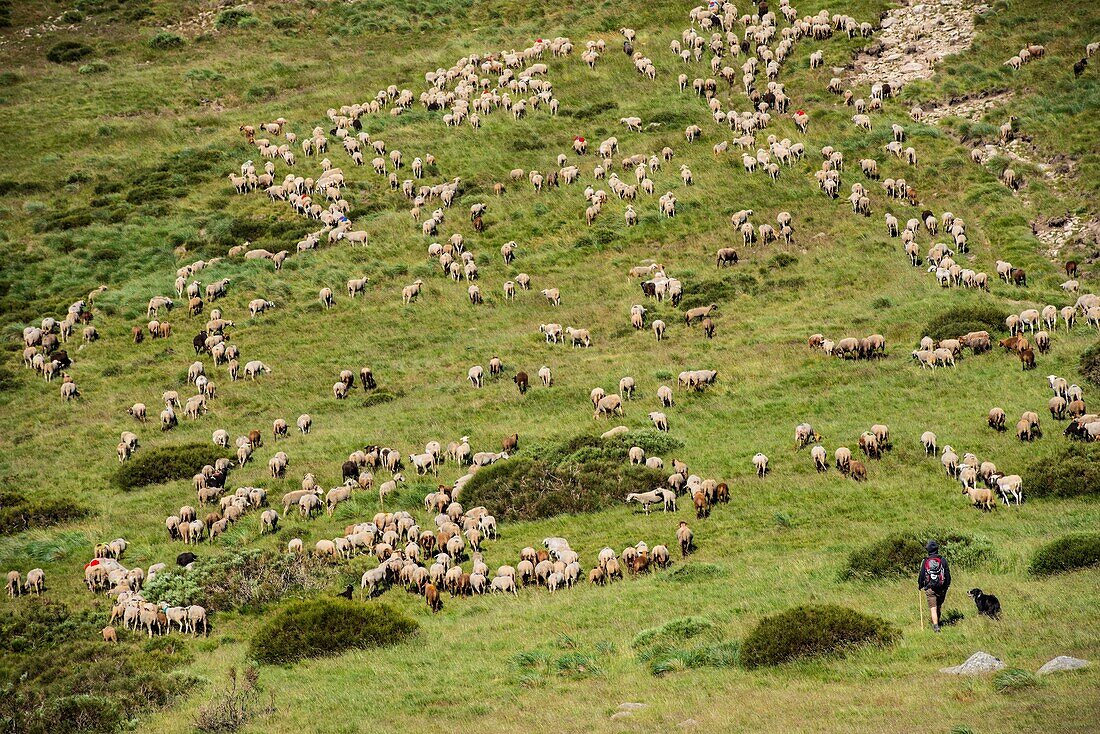 France, Ardeche, parc naturel régional des Monts d'Ardeche (Regional natural reserve of the Mounts of Ardeche), La Souche, transhumance on the Tanargue Massif\n