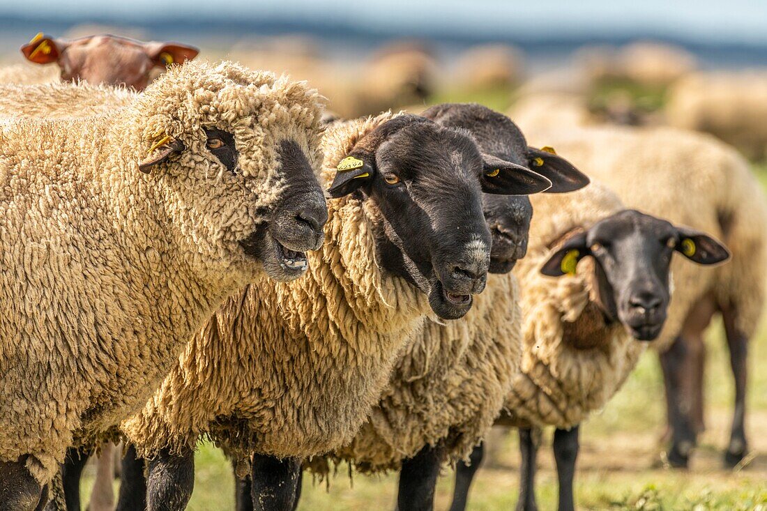 "Frankreich, Somme, Somme-Bucht, Saint Valery sur Somme, Kap Hornu, Schafe auf gesalzenen Wiesen gegenüber von Le Crotoy; Schafe im Vorland sind eine kontrollierte Herkunftsbezeichnung (COA) mit der Verpflichtung, mehrere Monate im Jahr halophile Pflanzen zu weiden"