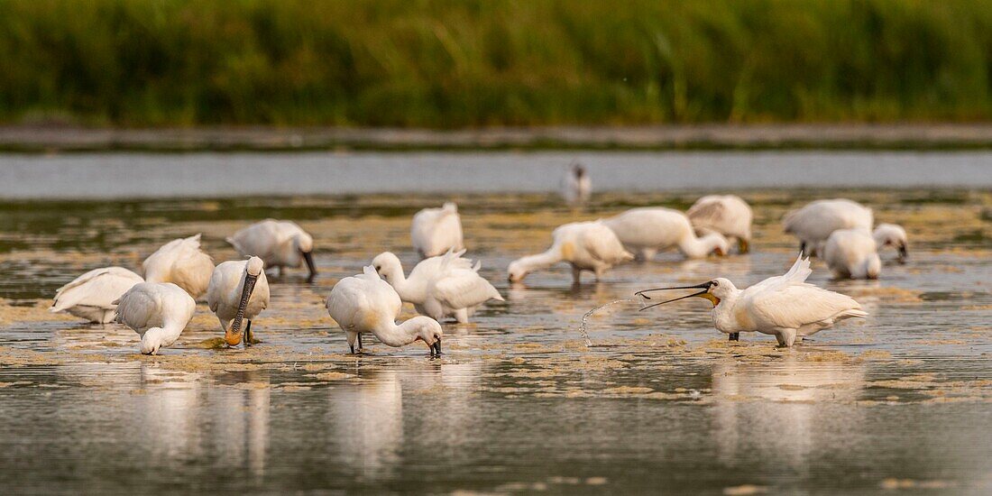 France, Somme, Somme Bay, Le Crotoy, Crotoy Marsh, gathering of Spoonbills (Platalea leucorodia Eurasian Spoonbill) who come to fish in a group in the pond\n