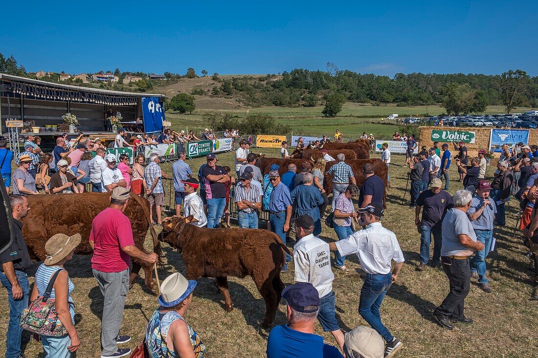 France, Puy de Dome, Saint-Jean-des-Ollières, annual Salers competition, Livradois-Forez Regional Nature Park\n