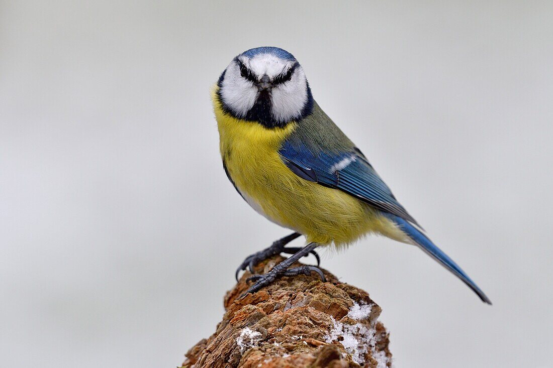 France, Doubs, bird, blue tit (Cyanistes caeruleus) perched on a root\n