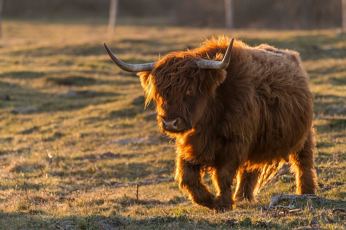 France, Somme, Somme Bay, Crotoy Marsh, Le Crotoy, Highland Cattle (Scottish cow) for marsh maintenance and eco grazing\n