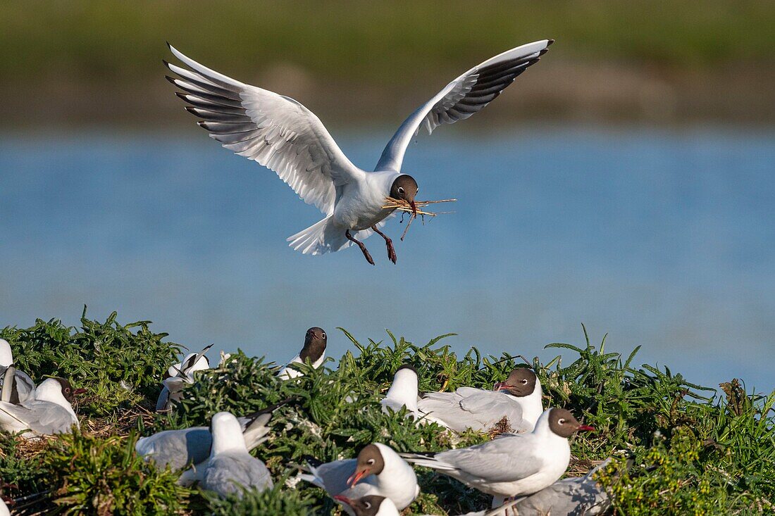 France, Somme, Bay of the Somme, Crotoy Marsh, Le Crotoy, every year a colony of black-headed gulls (Chroicocephalus ridibundus - Black-headed Gull) settles on the islets of the Crotoy marsh to nest and reproduce , the birds carry the branches for the construction of the nest\n