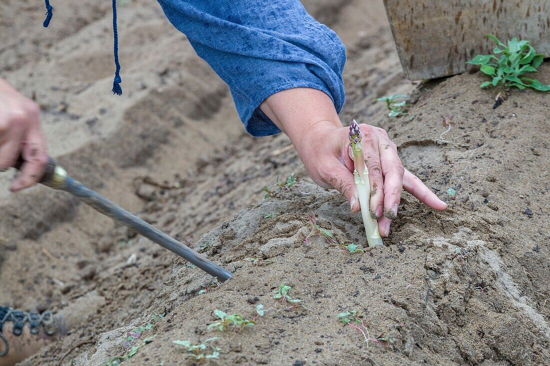 France, Indre et Loire,Courcoué, picking asparagus\n