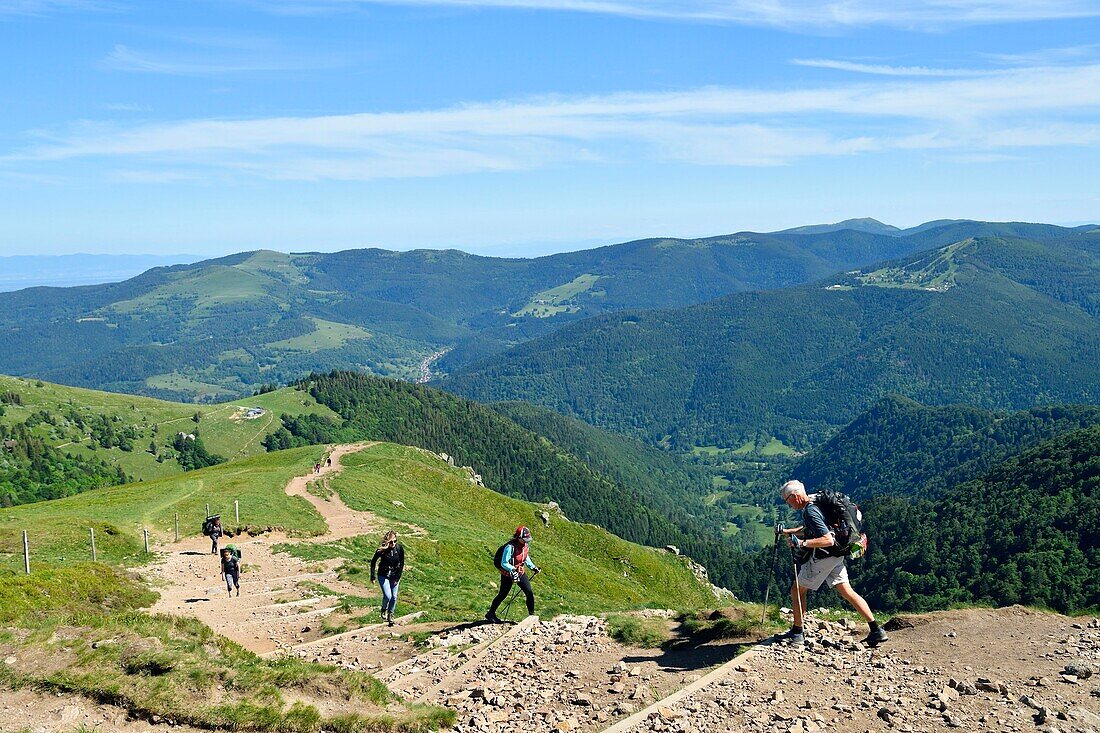 France, Haut Rhin, Hautes Vosges, from Le Hohneck summit (1363 m), hikers on a trail\n
