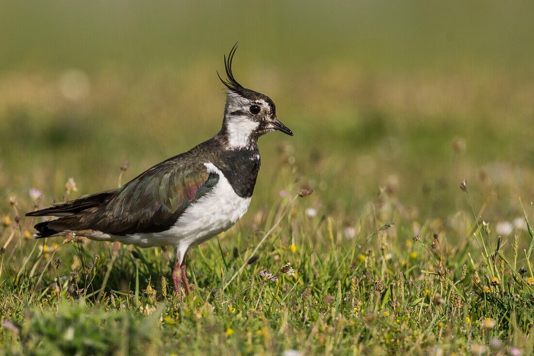 Frankreich, Somme, Somme-Bucht, Cayeux sur mer, Der Hâble d'Ault, Kiebitz (Vanellus vanellus)