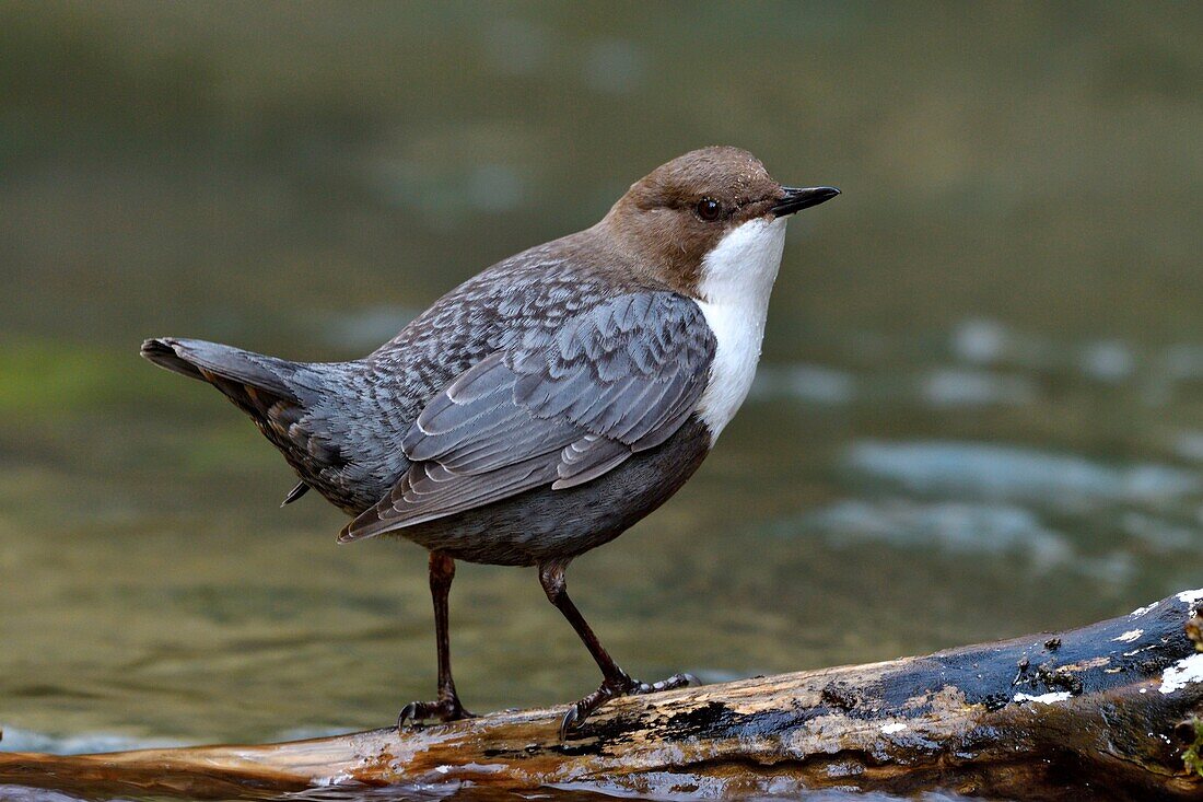 France, Doubs, Creuse Valley, bird, Cincle diver (Cinclus cinclus)\n