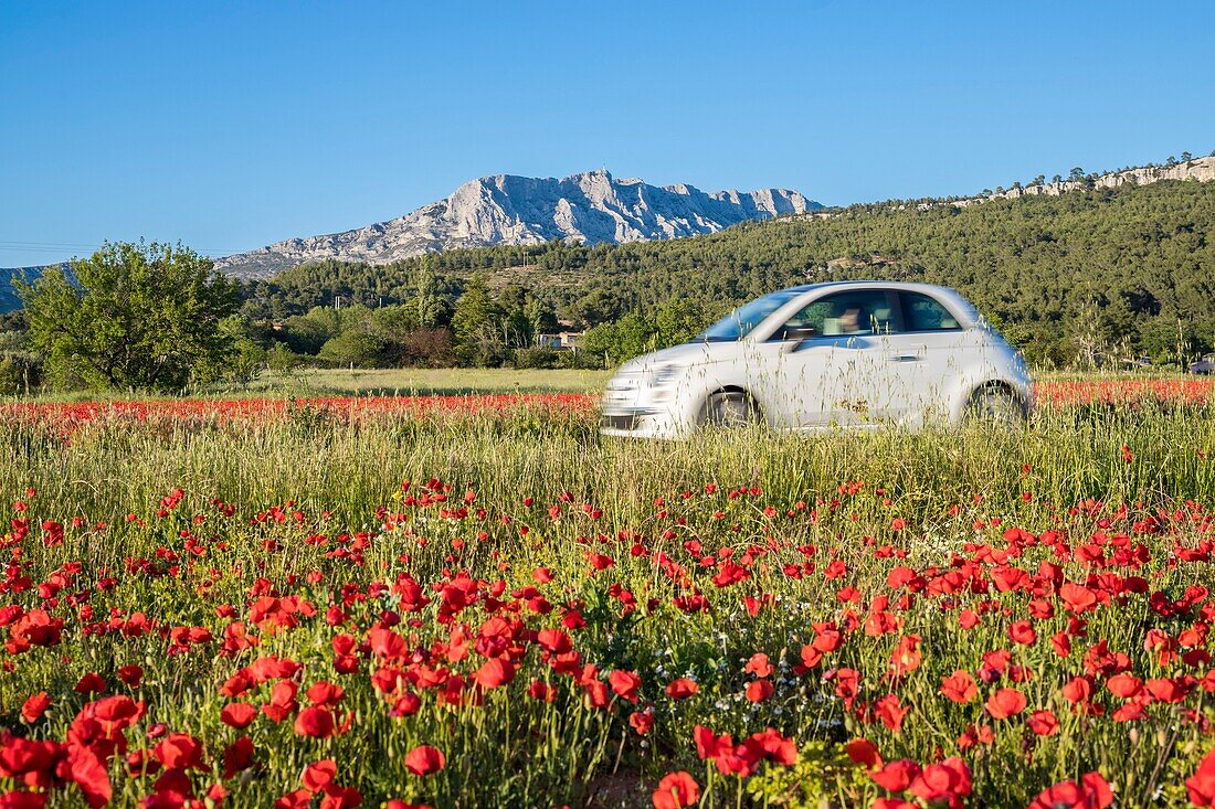 France, Bouches du Rhône, Pays d'Aix, Grand Site Sainte-Victoire, Beaurecueil, poppy field (Papaver rhoeas) facing Sainte-Victoire mountain\n