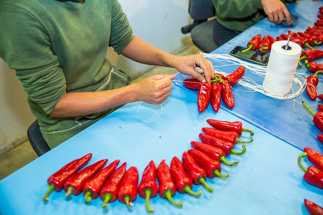 France, Pyrenees Atlantique, Basque Country, Ustaritz, exploitation of Espelette peppers\n