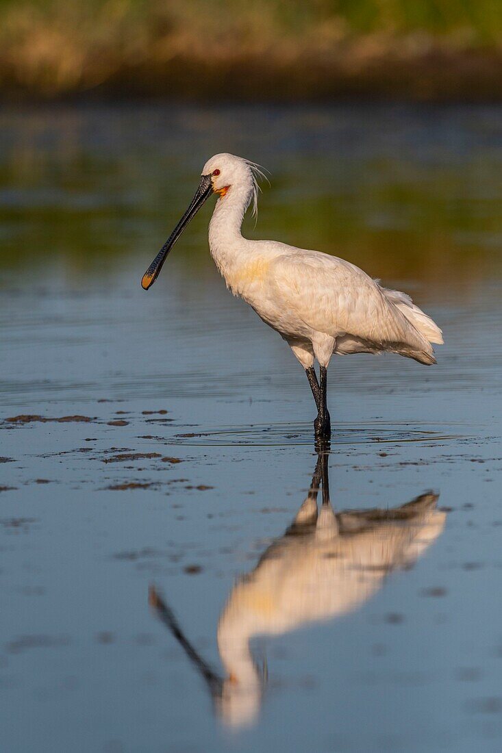 France, Somme, Somme Bay, Le Crotoy, Crotoy Marsh, Spoonbill (Platalea leucorodia Eurasian Spoonbill)\n