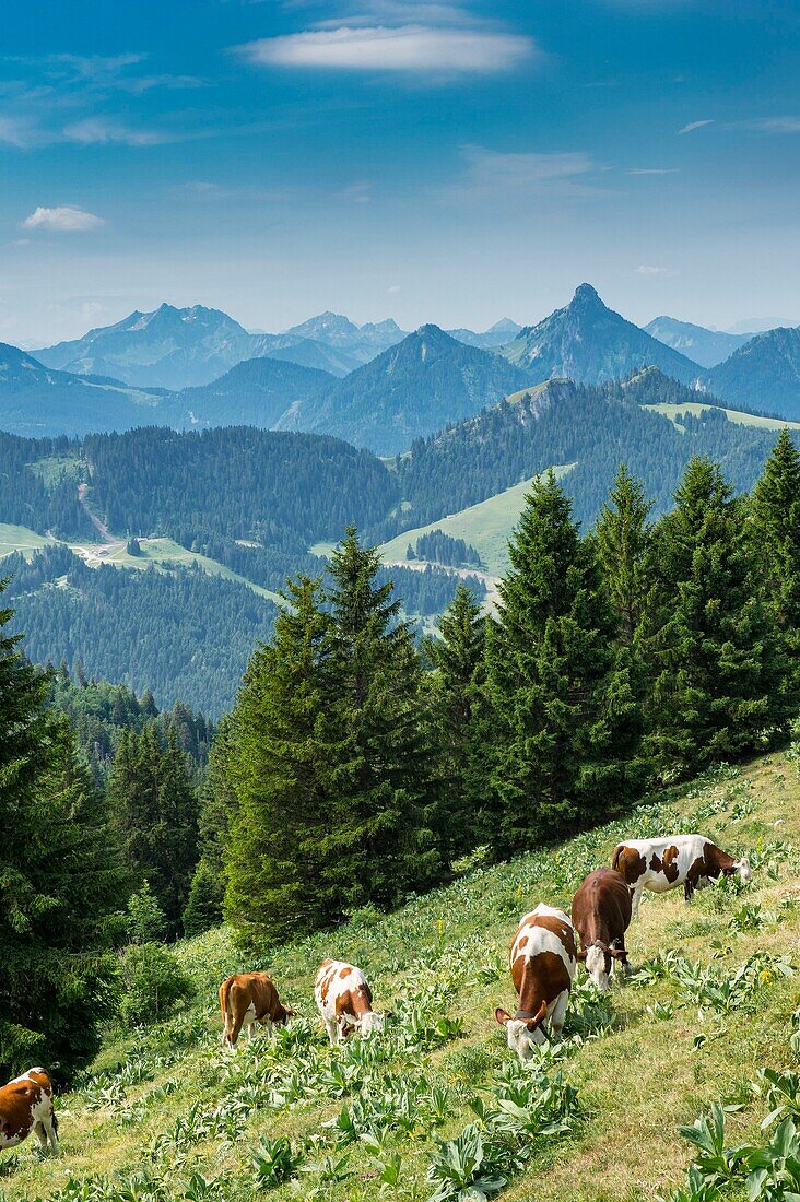 France, Haute Savoie, Chablais geopark massif, Thollon les Memises, herd of heifers on the peak towards the peak of Memises\n