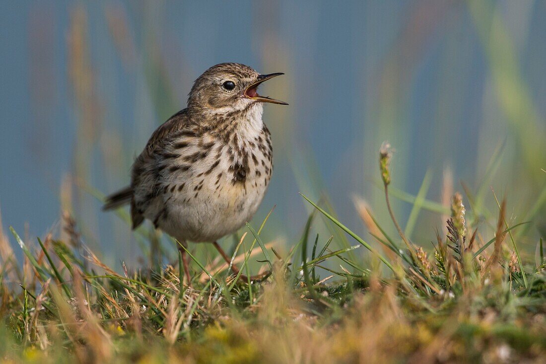 France, Somme, Baie de Somme, Cayeux sur Mer, The Hable d'Ault, Meadow Pipit (Anthus pratensis)\n