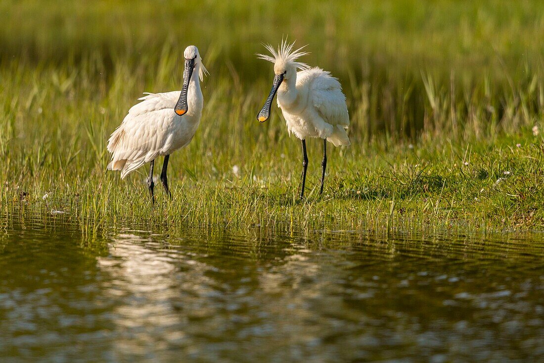 France, Somme, Somme Bay, Natural Reserve of the Somme Bay, Marquenterre Ornithological Park, Saint Quentin en Tourmont, White Spoonbill (Platalea leucorodia Eurasian Spoonbill)\n