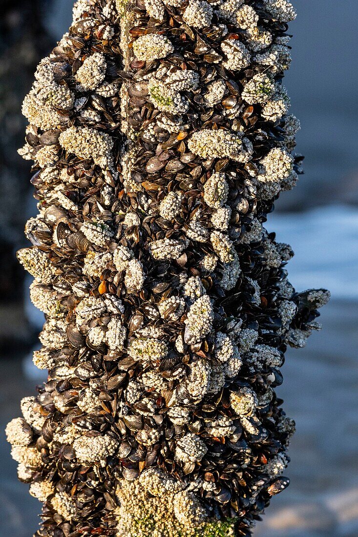 France, Somme, Marquenterre, Quend-Plage, mussel culture, about 50 000 mussels are exploited by mussel farmers, they are discovered at low tide\n