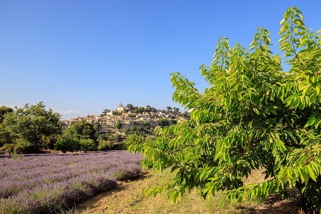 France, Vaucluse, regional natural reserve of Luberon, Bonnieux,\n