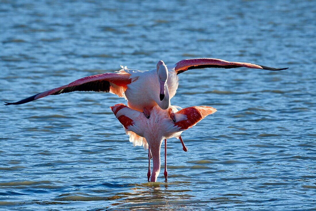 France, Bouches du Rhone, Camargue, Pont de Gau reserve, Pink flamingos (Phoenicopterus roseeus), mating\n