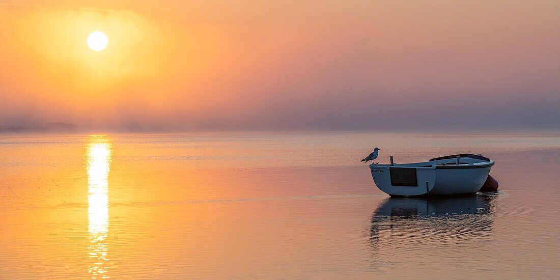 France, Somme, Somme Bay, Saint Valery sur Somme, Dawn on the banks of the Somme where are stranded the boats of fishermen and hunters\n