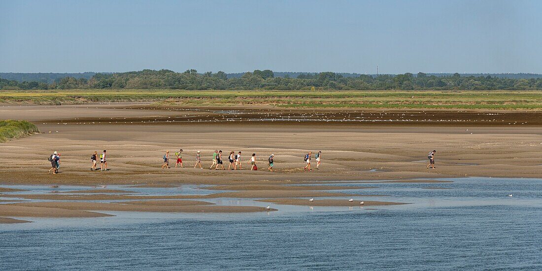 France, Somme, Somme Bay, Saint Valery sur Somme, a group of tourists in the salted meadows along the Somme, returning from a crossing of the bay with a nature guide\n