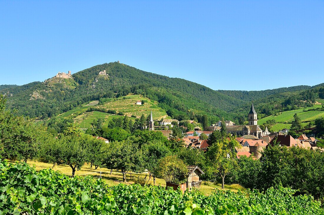 France, Haut Rhin, the Alsace Wine Route, Ribeauville and it's wineyard, Saint Ulrich Castle and Girsberg Castle\n