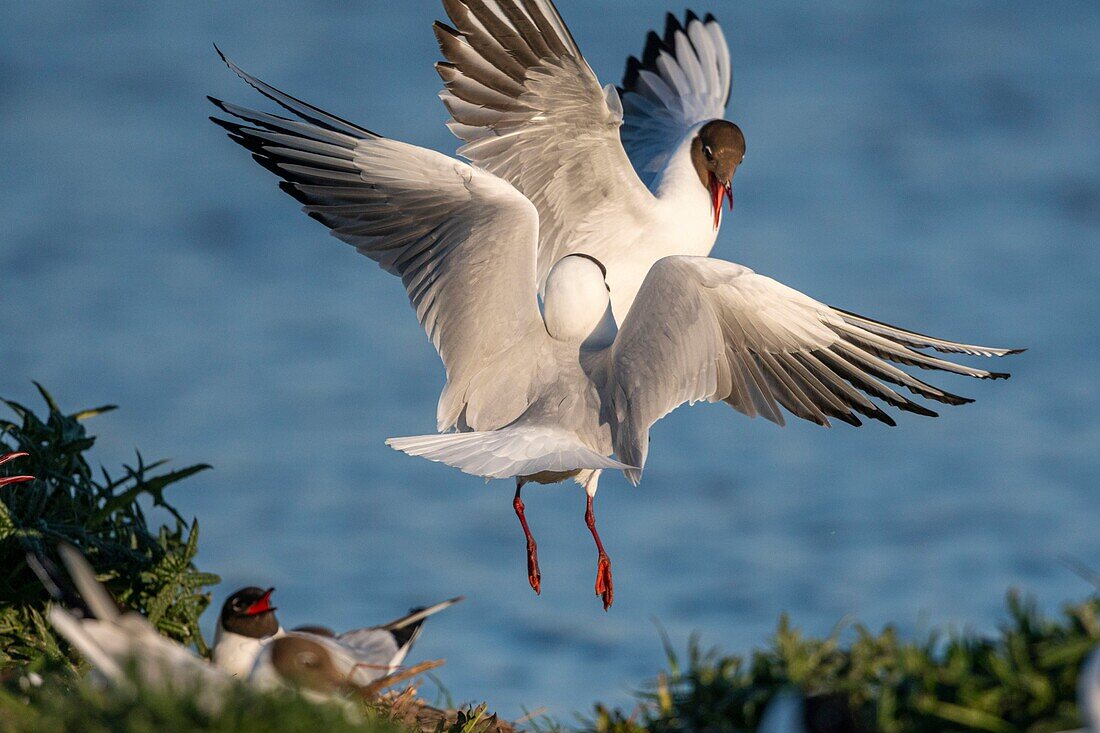 Frankreich, Somme, Somme-Bucht, Crotoy-Sumpf, Le Crotoy, jedes Jahr lässt sich eine Lachmöwenkolonie (Chroicocephalus ridibundus) auf den kleinen Inseln des Crotoy-Sumpfes nieder, um dort zu nisten und sich fortzupflanzen, es kommt dann häufig zu Konflikten