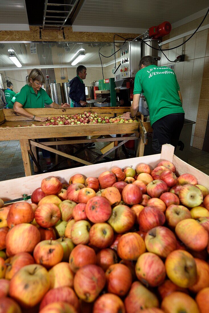 France, Territoire de Belfort, Etueffont, communal press, pressing in autumn, apple juice\n