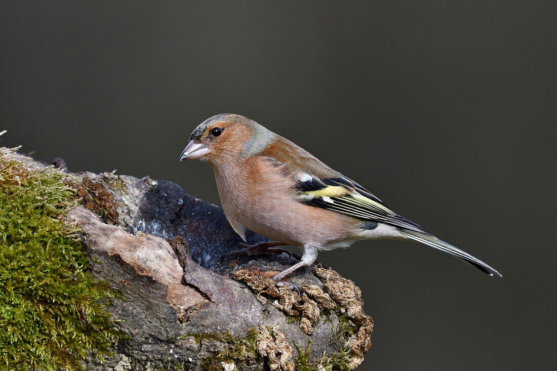 France, Doubs, bird, Chaffinch (Fringilla coelebs) on a stump in winter, male\n