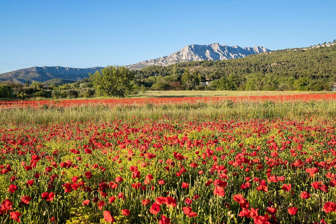 France, Bouches du Rhône, Pays d'Aix, Grand Site Sainte-Victoire, Beaurecueil, poppy field (Papaver rhoeas) facing Sainte-Victoire mountain\n