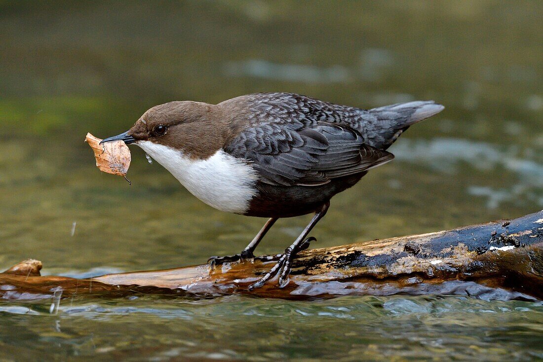 France, Doubs, Creuse Valley, bird, diving Cincle (Cinclus cinclus), nest construction\n