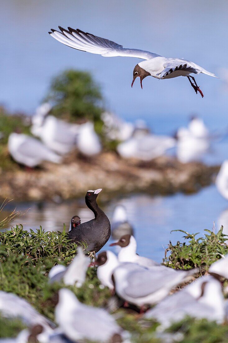 France, Somme, Baie de Somme, Le Crotoy, The marsh of Crotoy welcomes each year a colony of Black-headed Gull (Chroicocephalus ridibundus - Black-headed Gull) which come to nest and reproduce on islands in the middle of the ponds, conflicts are frequent, here with a coot who decided to nest also in the middle of the colony\n