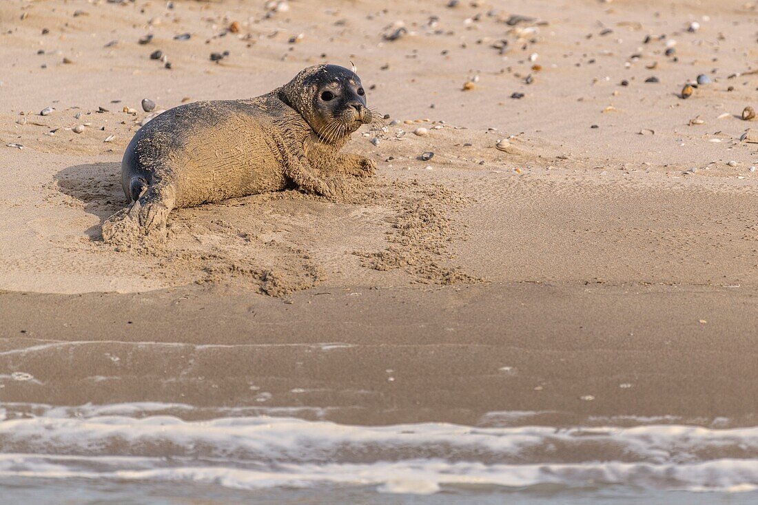 France, Somme, Baie de Somme, Le Hourdel, a young common seal (Phoca vitulina) comes to sleep on the sandbank sheltered from the waves\n