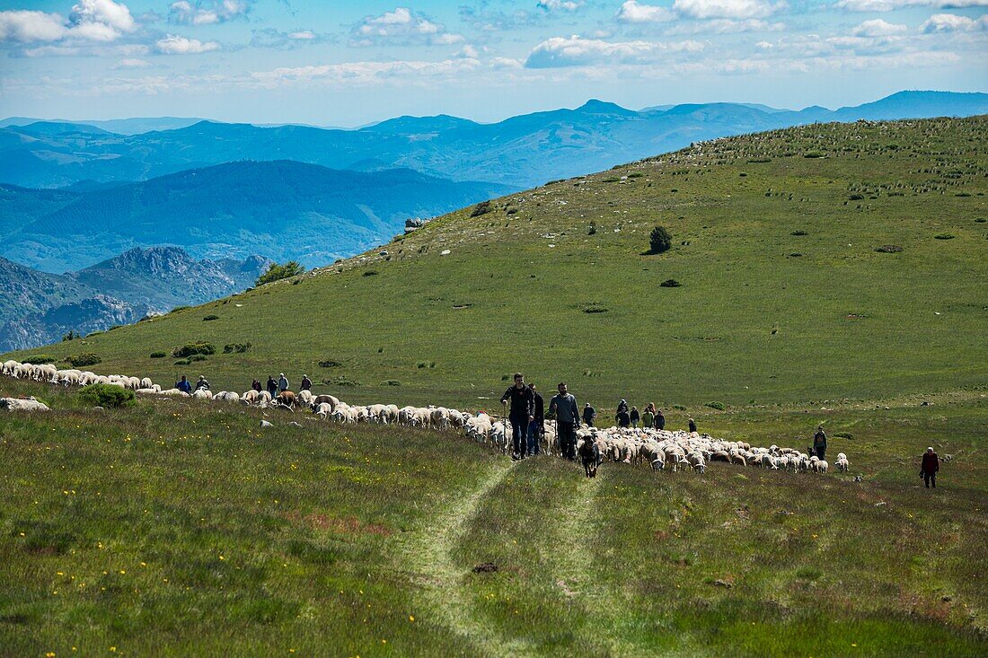 Frankreich, Ardeche, Parc Naturel Régional des Monts d'Ardeche (Regionales Naturschutzgebiet der Berge der Ardeche), La Souche, Transhumanz auf dem Tanargue-Massiv