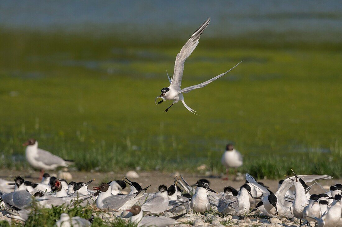 France, Somme, Somme Bay, Ault, Cayeux sur mer, Ault Hâble, Caugek Tern colony (Thalasseus sandvicensis Sandwich Tern) set up for breeding, one of the partners brings in fish as an offering or to feed the one who is smoldering but the terns are harassed by the seagulls that steal them a considerable part of their fishing\n