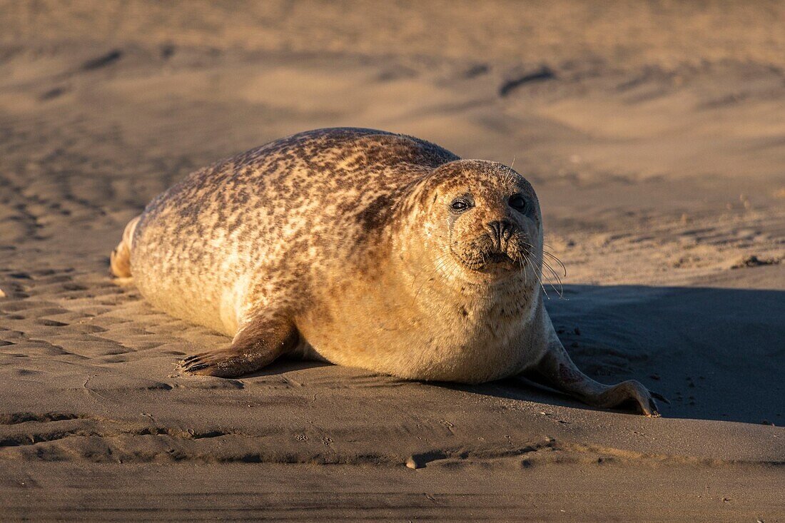 France, Pas de Calais, Opal Coast, Berck sur Mer, common seal (Phoca vitulina), seals are today one of the main tourist attractions of the Somme Bay and the Opal Coast\n