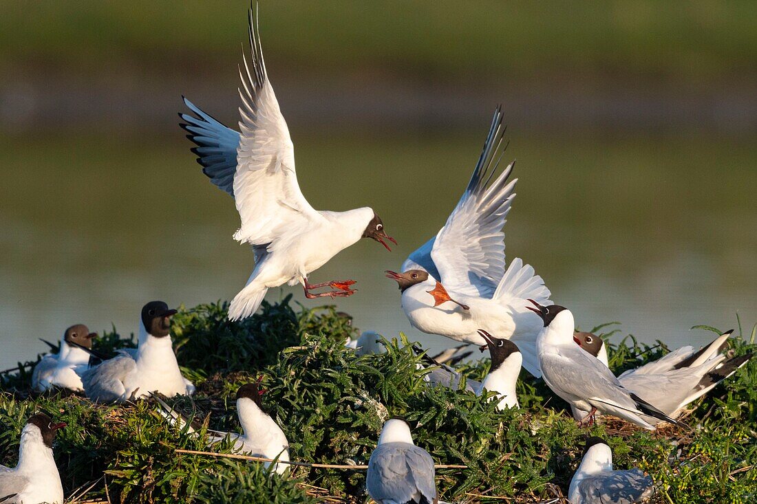 France, Somme, Bay of the Somme, Crotoy Marsh, Le Crotoy, every year a colony of black-headed gulls (Chroicocephalus ridibundus) settles on the islets of the Crotoy marsh to nest and reproduce , conflicts are then frequent\n